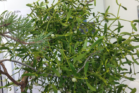 O Viscum album é uma planta semiparasita da família Santalaceae com larga distribuição na Europa e na Ásia